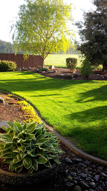 back yard 2