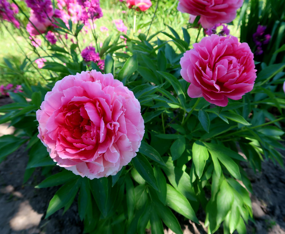 Пион Rose Heart 5