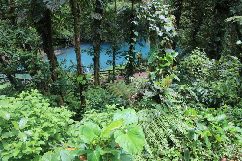 DIA 10: RIO CELESTE - DE TORTUGAS Y PEREZOSOS. COSTA RICA 2019 (41)