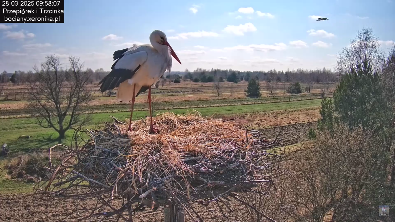 bociany28032025_37