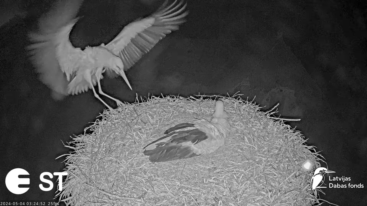 Baltie stārķi (Ciconia ciconia) Tukuma novadā - LDF tiešraide __ White storks in Tukums, Latvia 8-39