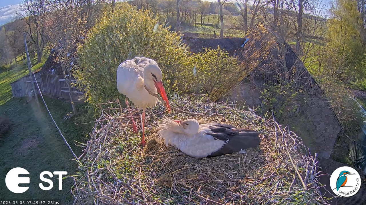 Baltie stārķi (Ciconia ciconia) Tukuma novadā - LDF tiešraide __ White storks in Tukums, Latvia 8-47