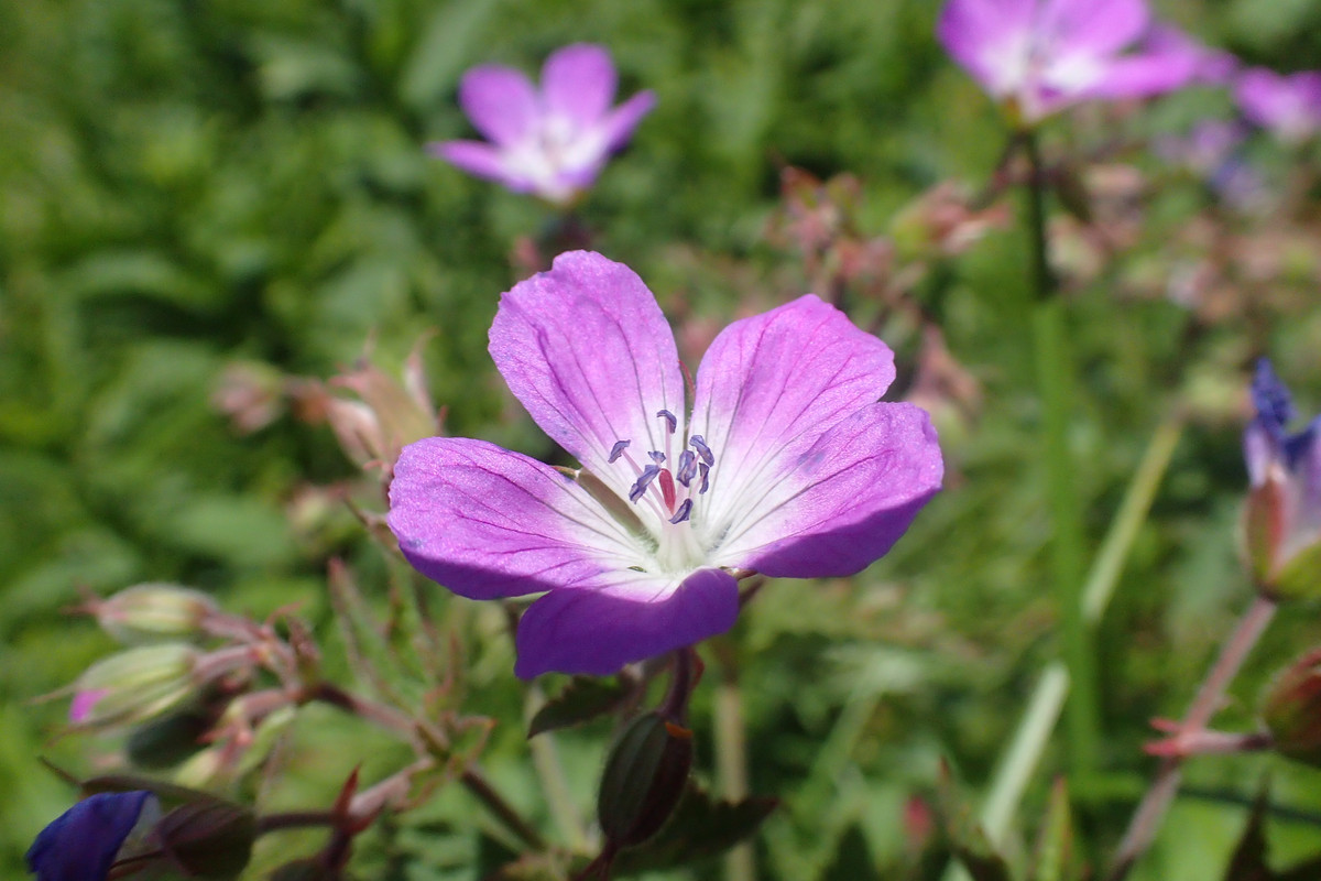 2019_0630DUMBIER_TG0039