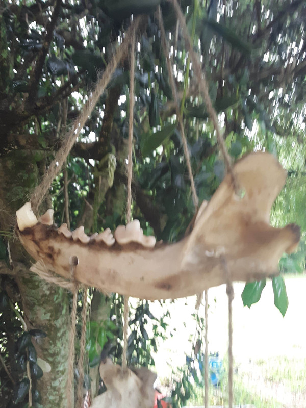 Dogs lower jaw bone