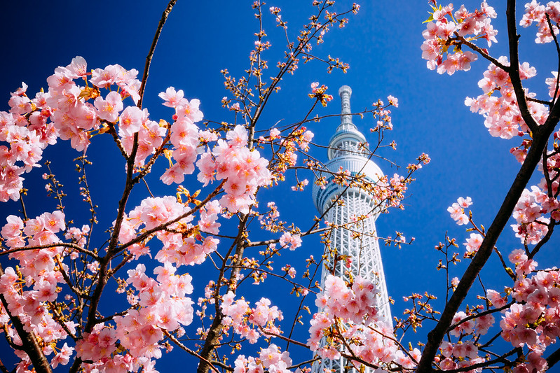 pink-tokyo-cherry-blossom.jpg