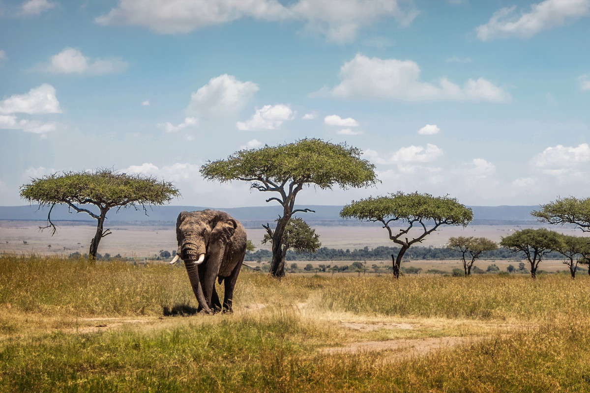 Elephant bull walking through acacia savanna