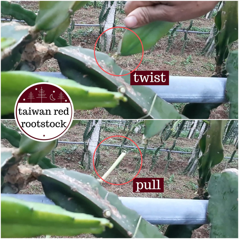 taiwan-red-rootstock-dragon-fruit.jpg