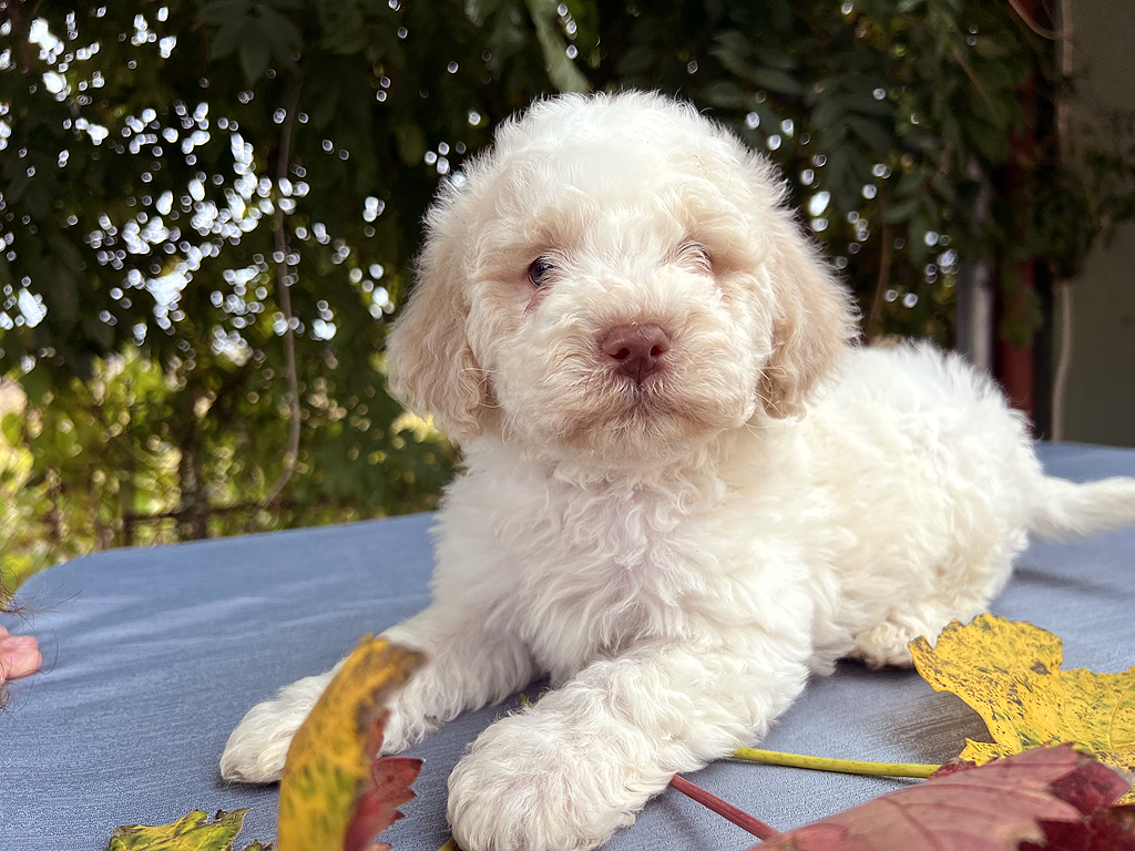 Ideal Dale Einstein – postimg photo 4