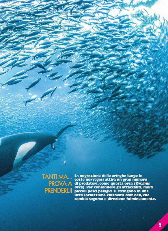 Foc Wil - Lug 2023 (12)