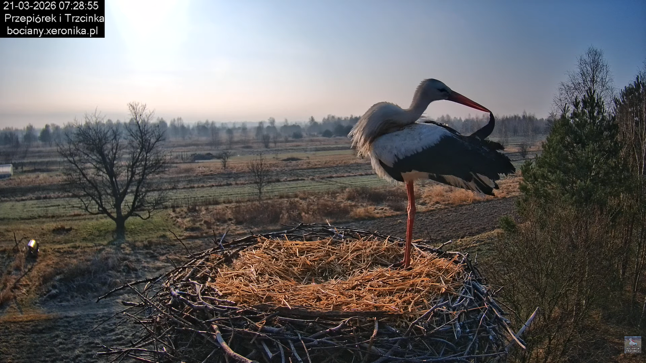 21032026bociany 8