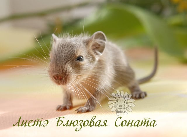 Соната2_1-нед