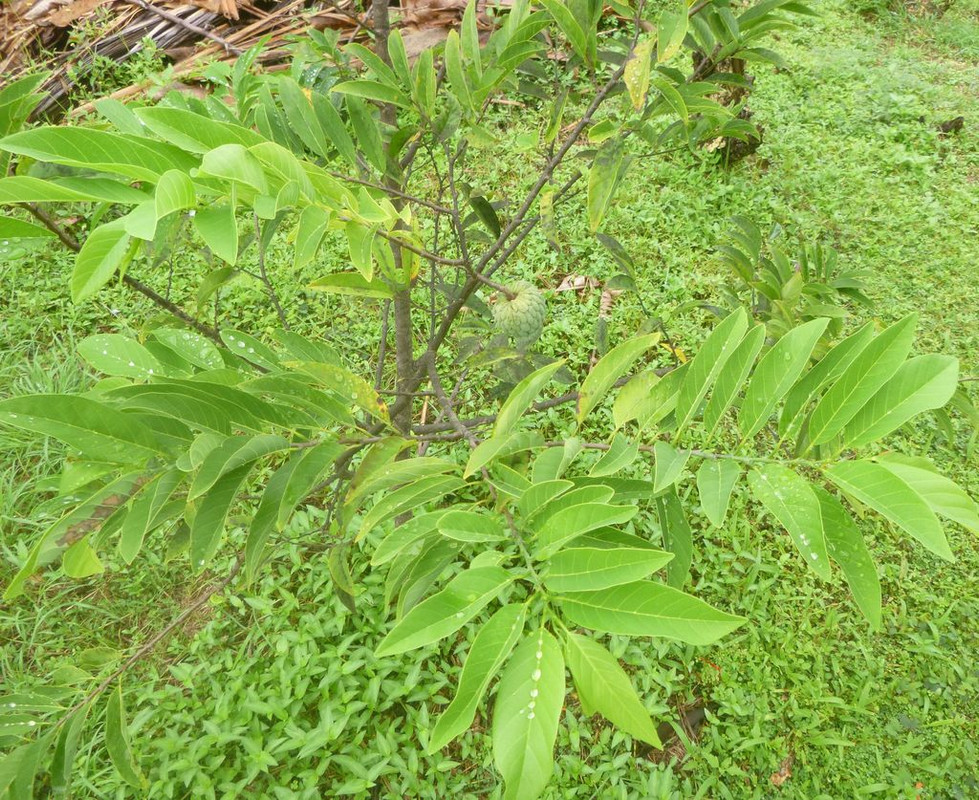 Sugar_apple_ok