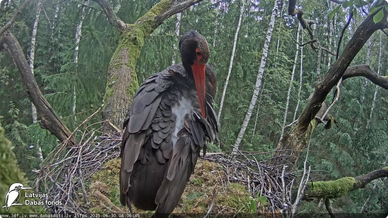 Screenshot 2025-06-30 at 19-59-32 Melnais stārķis (Ciconia nigra) Ogres novadā - LDF tiešraide - You