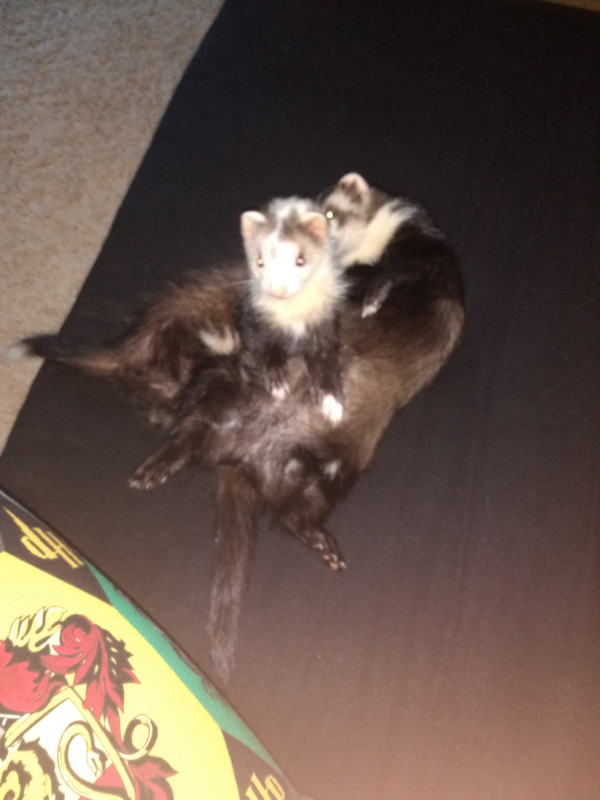 IMG_20190423_091813724