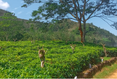 Mahena Estate tea plantation in Dehiowita, Sri Lanka