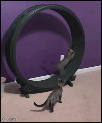Funny-Cat-GIF-Crazy-kitten-trying-to-catch-the-red-dot-on-exercise-wheel-He-s-flying.gif