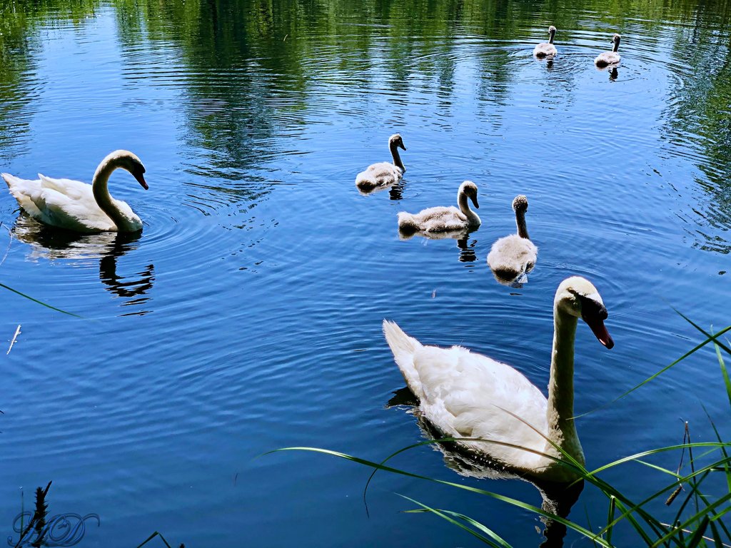 animals-sw-an-family-HD.jpg