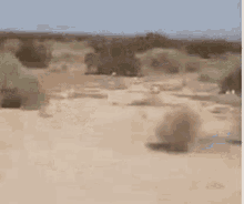 IMG-8740.gif