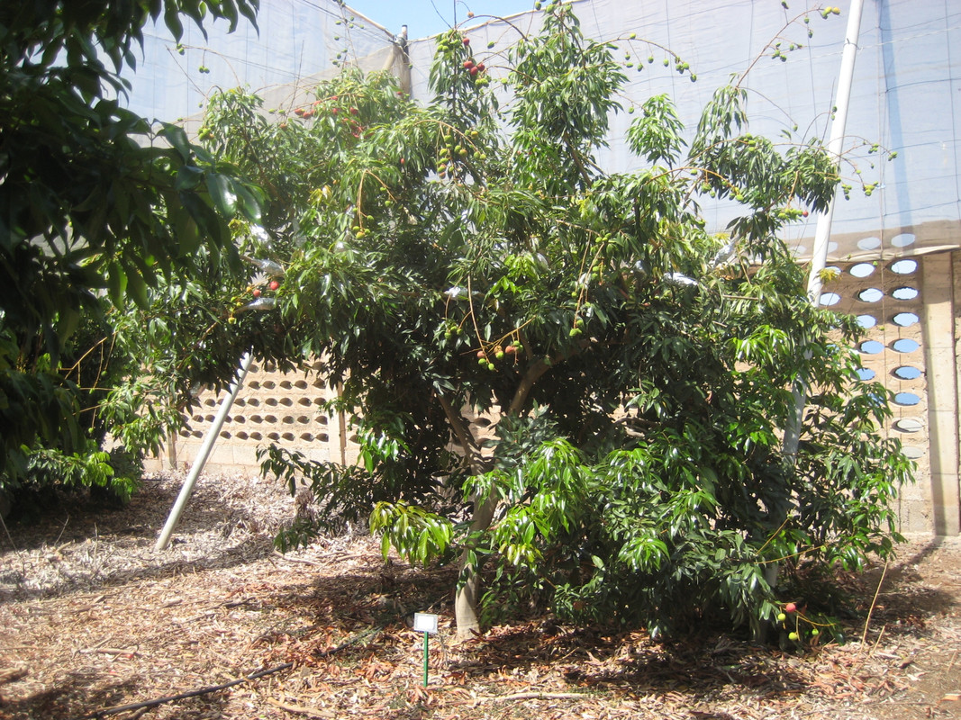 IMG_7403 Litchi cv. Suey Tong