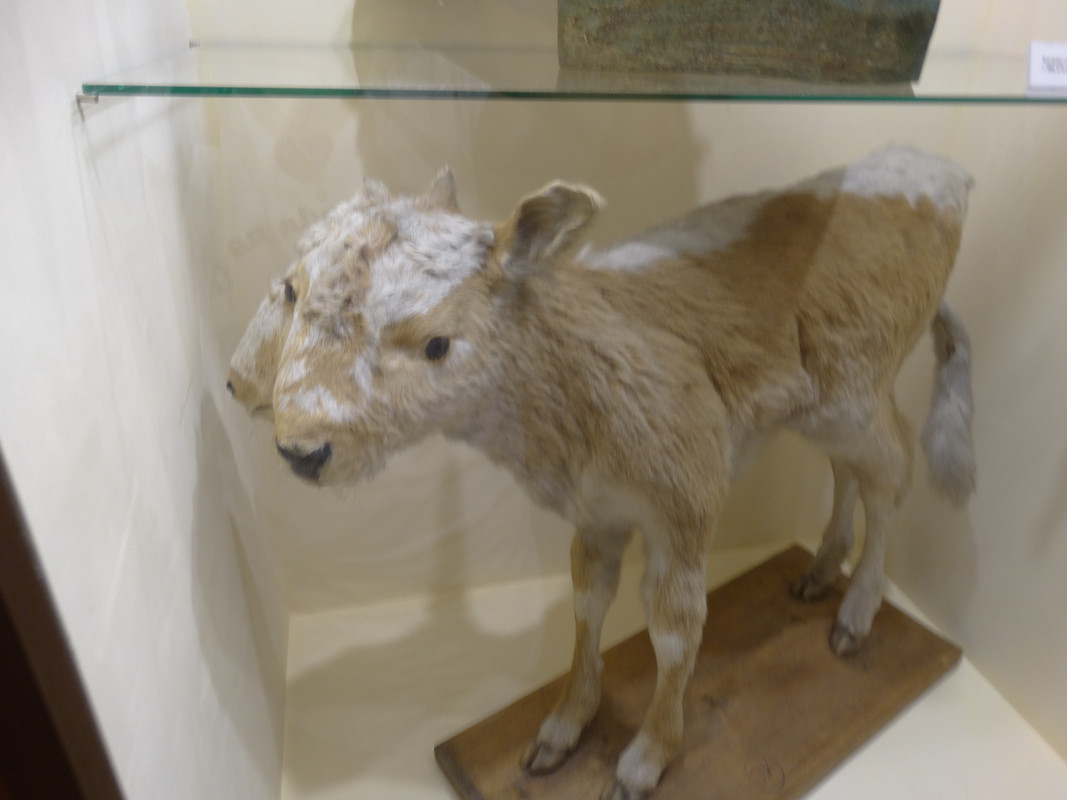 05.35 - DSC08181 (Czesio1)