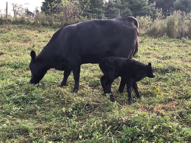 HD x Chisum bull