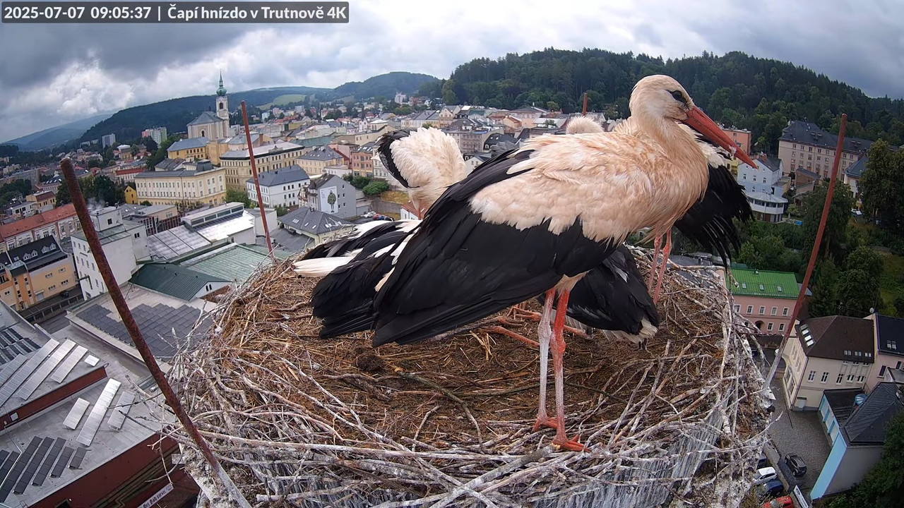 Tiešraide no stārķa ligzdas uz alus darītavas skursteņa Trutnovā 9-32-6 screenshot