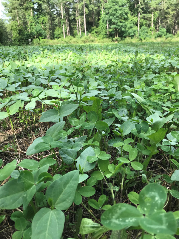 clvoerandpeas