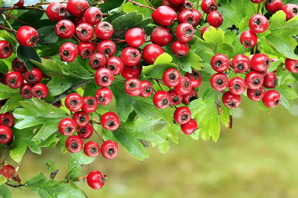 Hawthorn berry powder
