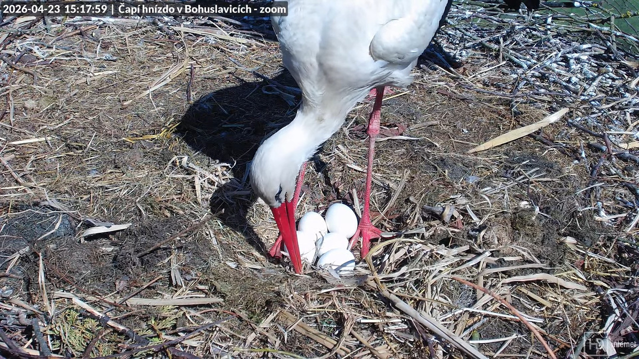 Živě z čapího komína v Bohuslavicích u Trutnova ve 4K (zoomovací) 12 26 15 screenshot