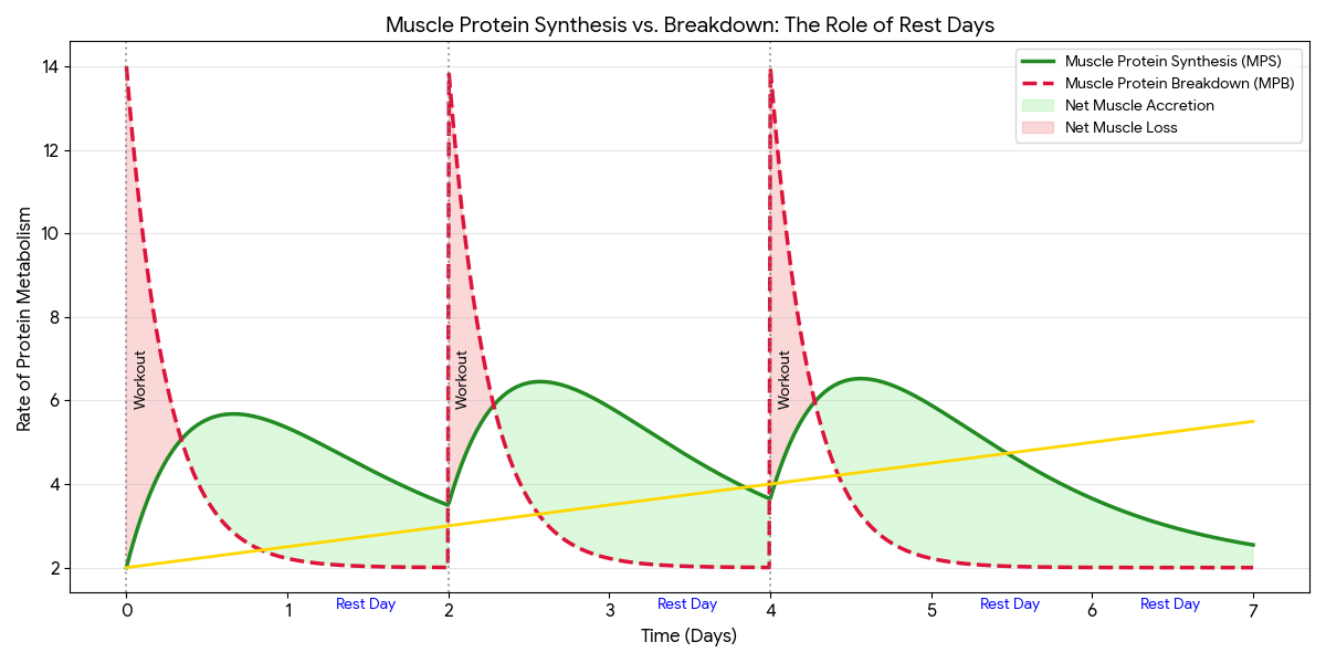 Chart showing muscle protein synthesis vs breakdown over time for role of rest days in progressive overload