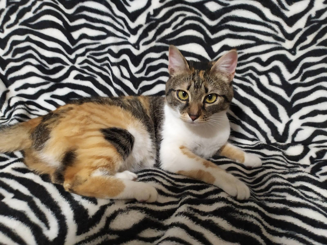 изображение_viber_2021-01-25_16-35-22