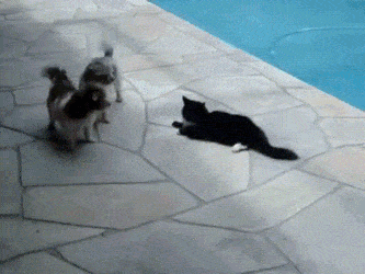 daily-gifdump-3408-10.gif