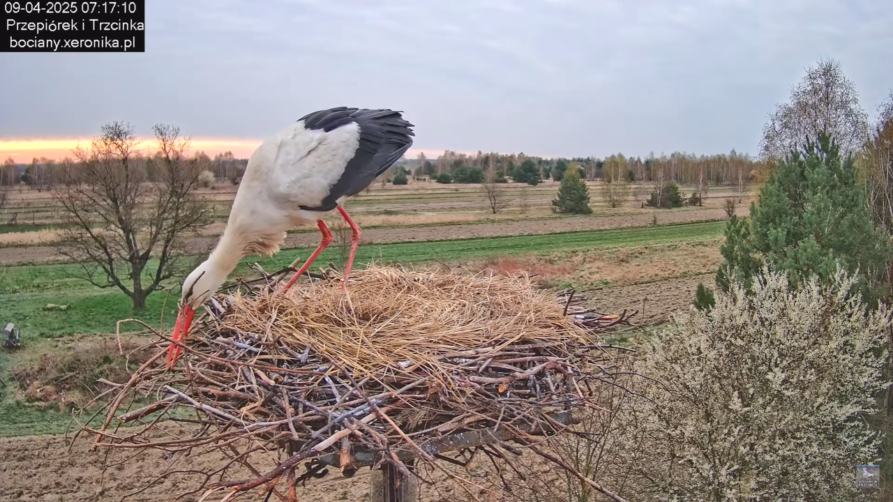 09042025bociany_17
