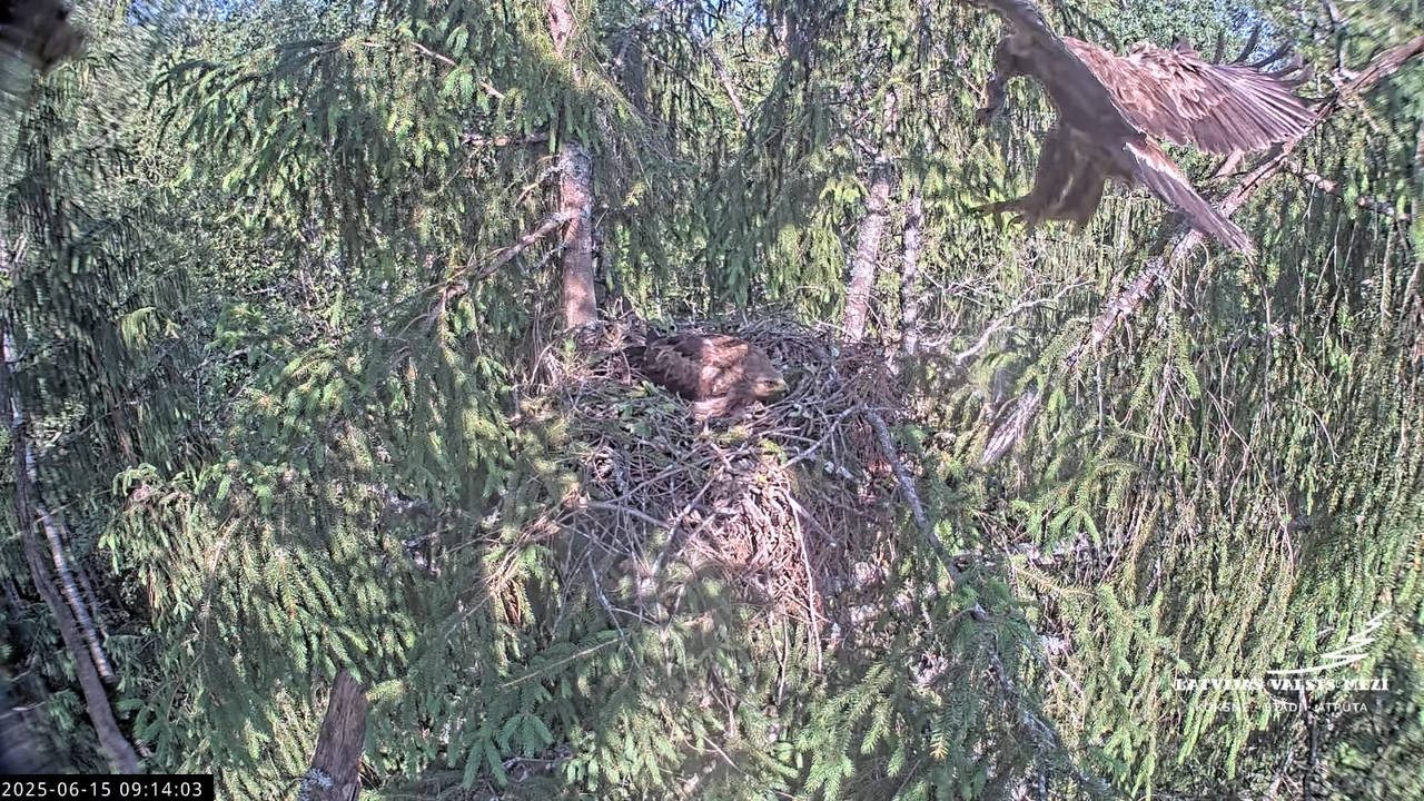 LVM mazais ērglis Lisiņa, egle2 – Lesser Spotted Eagle 11-39-43 screenshot