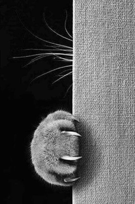 Catart.jpg