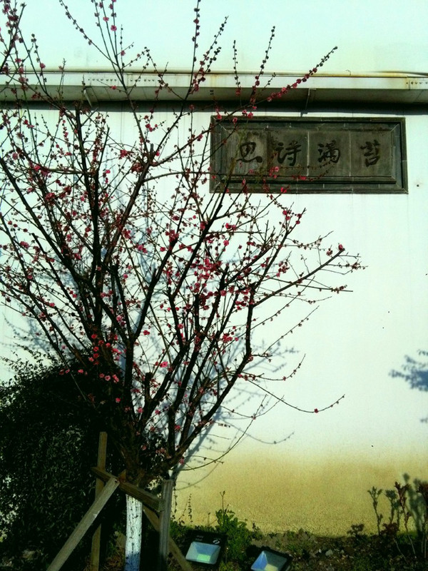 苏州园林墨梅 (2)
