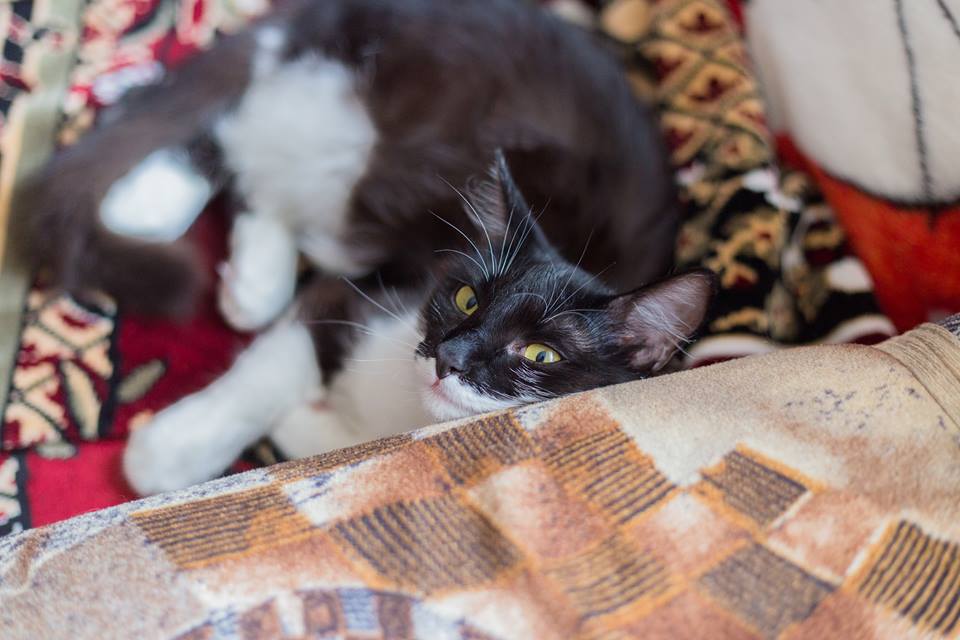 35496557_996034430550253_6245636193669611520_n