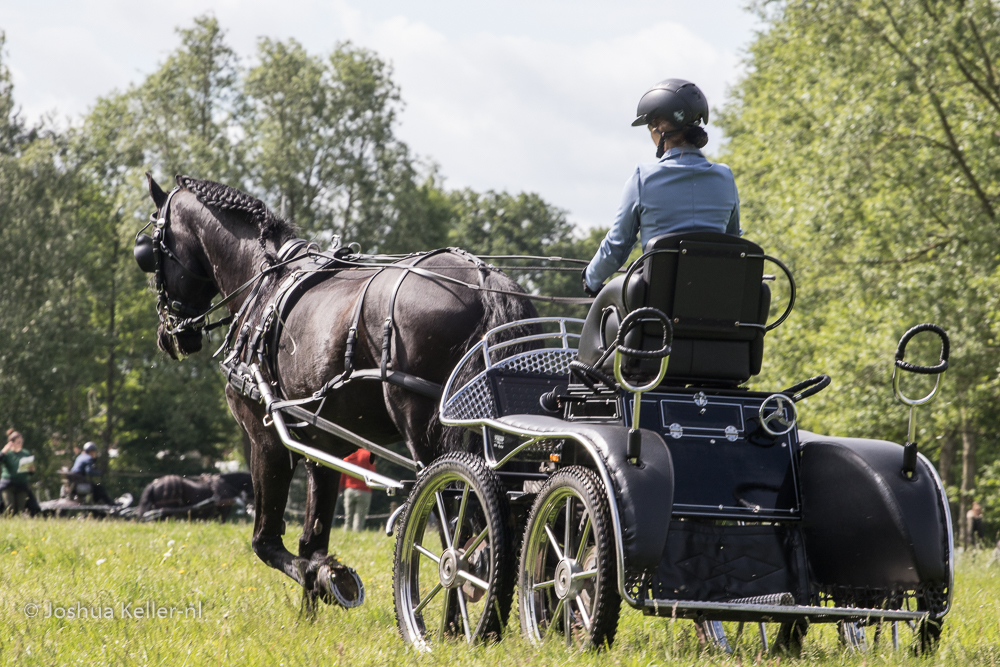 MG-9518vaardigheid-dressuur-nienoord-2022