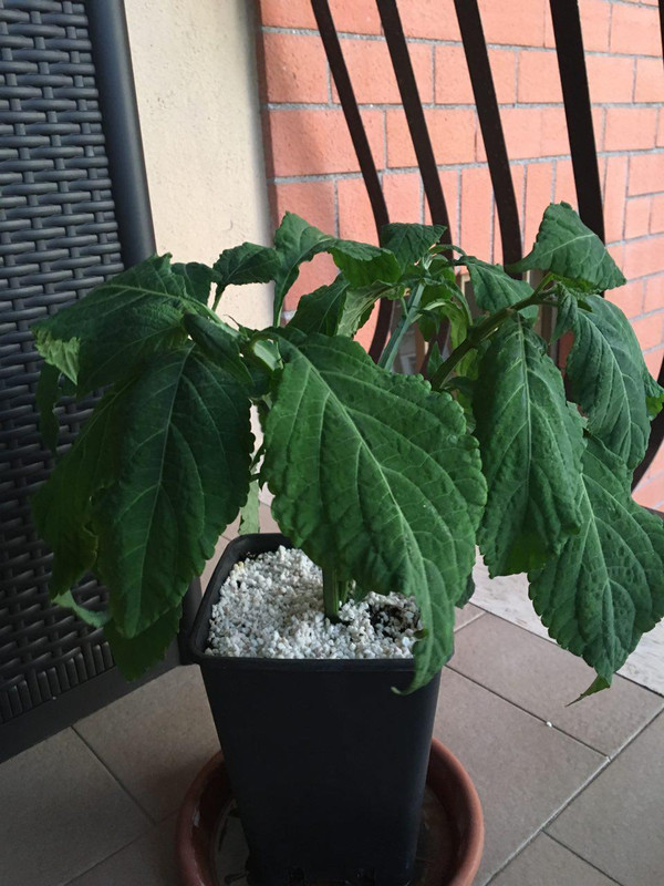 photo_2018-06-20_12-29-57 (2)