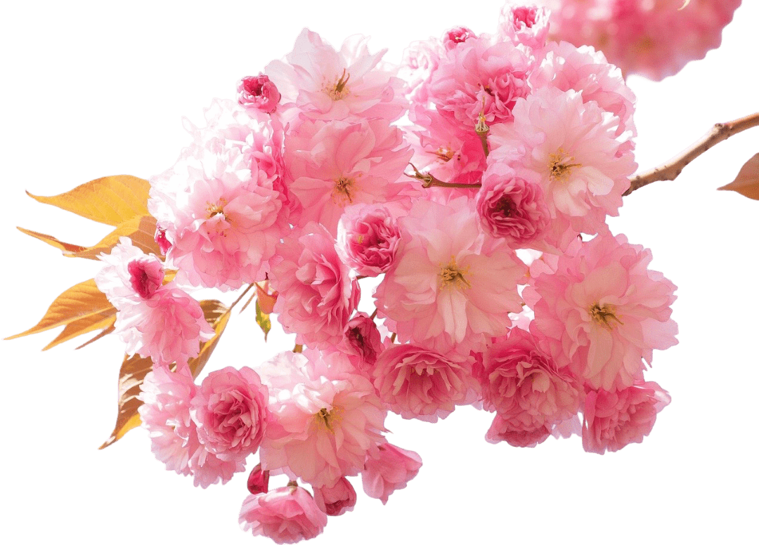 Cherry Blossoms 1