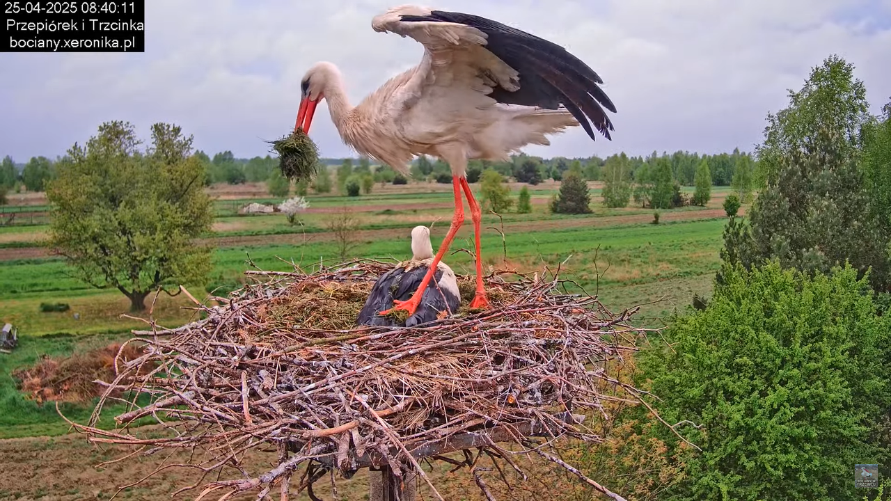 25042025bociany4