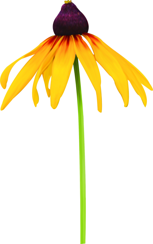 Pumpkinfairykitpudnflowers2