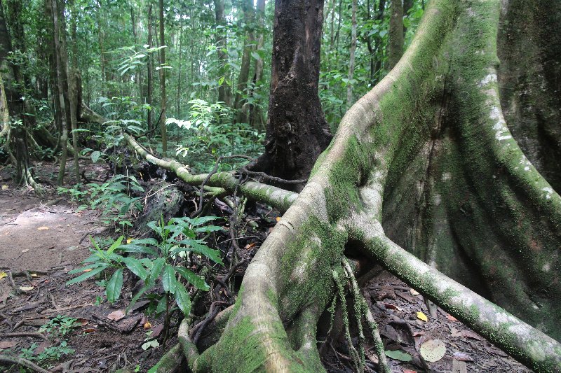 DIA 13: EXCURSIÓN DE UN DÍA A CORCOVADO - DE TORTUGAS Y PEREZOSOS. COSTA RICA 2019 (36)