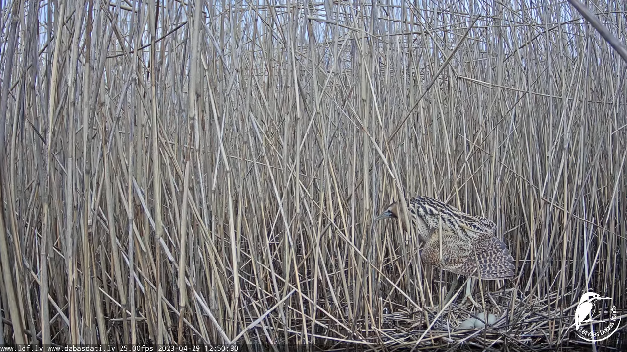 Lielais dumpis (Botaurus stellaris) Engurē - LDF tiešraide 13-48-41 screenshot