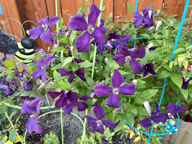 [Image: 0-BE55292-718-B-4228-BCDF-7669-F23-F4-ABD.jpg]