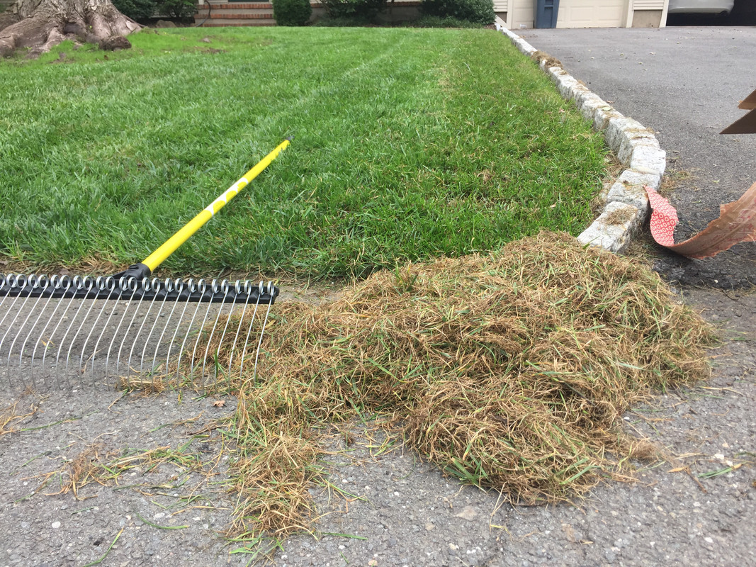 How To Dethatch A Large Lawn Yard Dethatching Services Yard