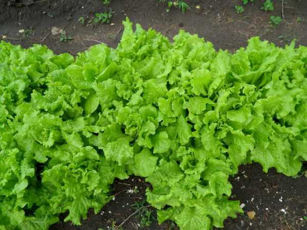 Особенности ухода за листовым салатом на открытом грунте