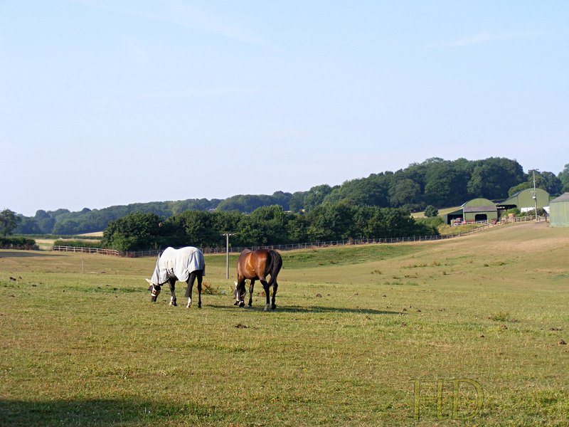 horses-HD.jpg