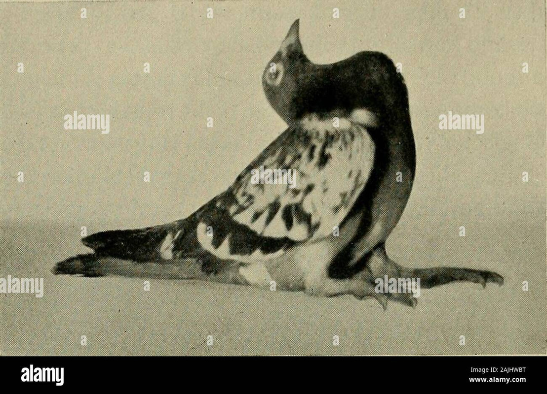 die-vitamina-ihre-bedeutung-fur-die-physiologie-und-pathologie-mit-besonderer-berucksichtigung-der-a