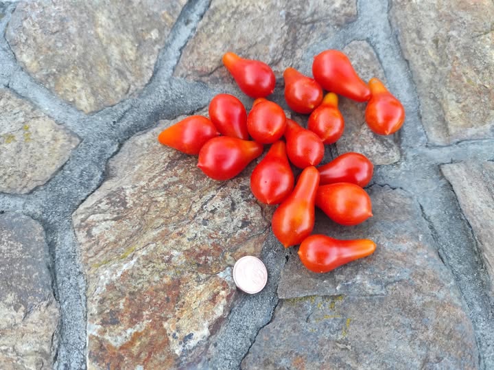 547555666_24543767268575641_7752071984256288284_n